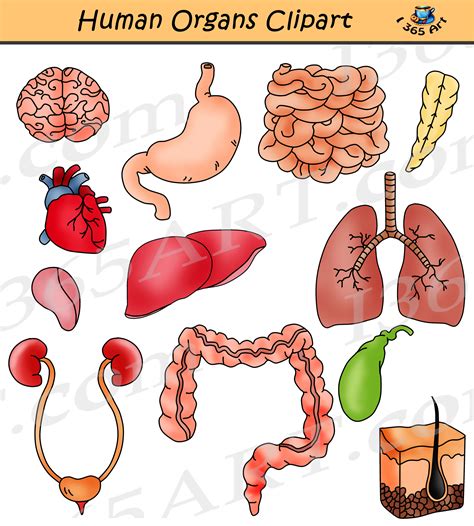 organ clip art|human body clip art free.